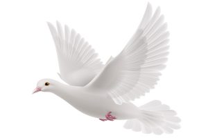 Eine weiße Tauba symbolisiert den Heilige Geist, welcher auf uns herab kommt!
