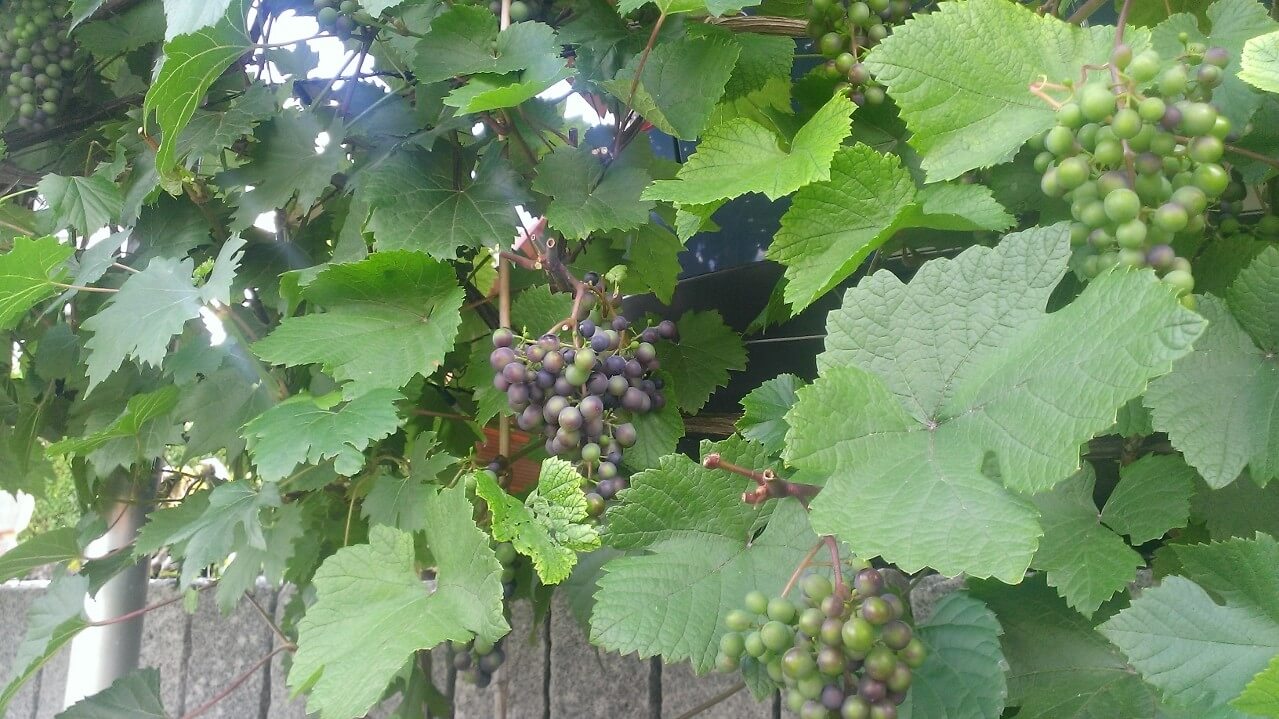 Ein Weinstock mit Trauben und Ästen, von denen Triebe abgeschnitten wurden.